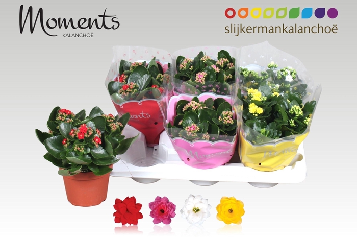 <h4>KAL GE GEM 4 KL</h4>