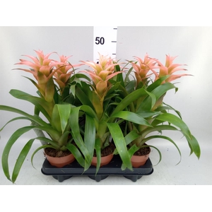 Guzmania  'Melissa'