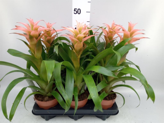 <h4>Guzmania  'Melissa'</h4>