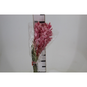 ALPINIA PURPURATA ROSA