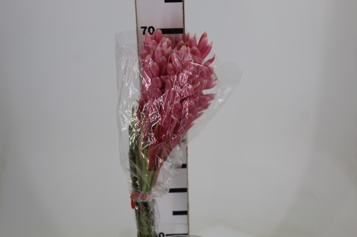 <h4>ALPINIA PURPURATA ROSA</h4>