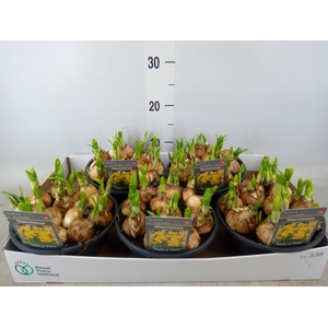 Narcissus  'Tete a tete'