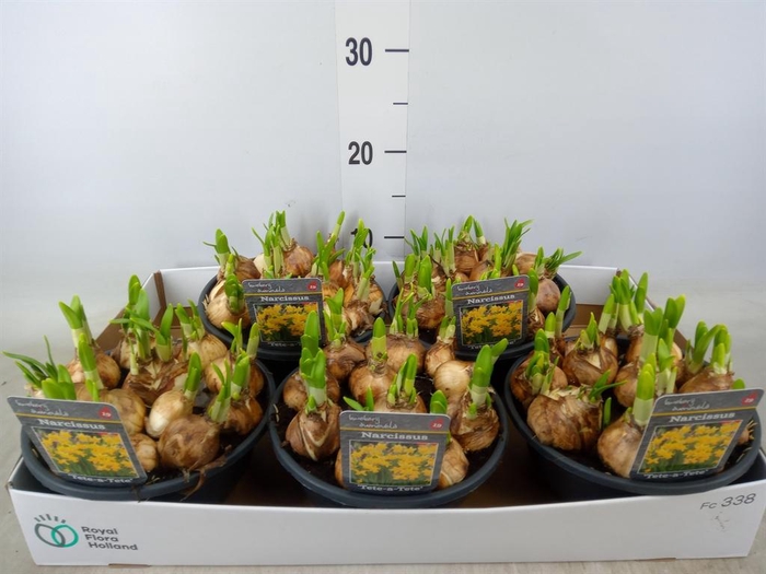 <h4>Narcissus  'Tete a tete'</h4>