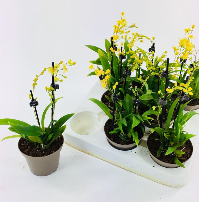 <h4>Twinkle pearl 2 Tak</h4>