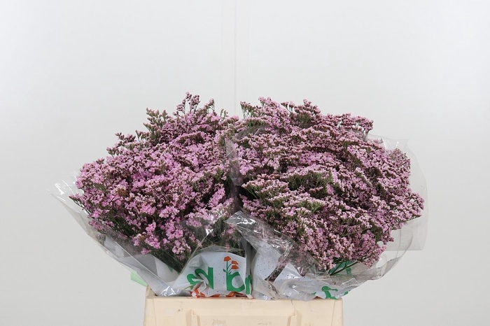 <h4>Lim Saf Oshi Pink</h4>