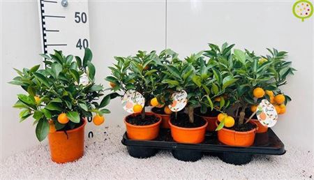 <h4>Citr Microcarpa 4+</h4>