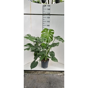 MONSTERA DELICIOSA