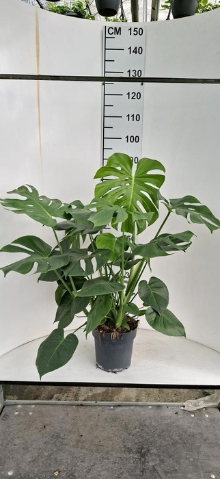 <h4>MONSTERA DELICIOSA</h4>