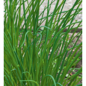 Allium schoenoprasum