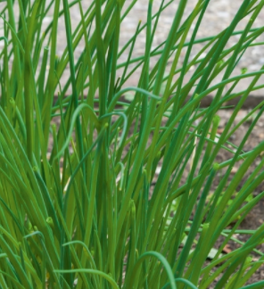 <h4>Allium schoenoprasum</h4>