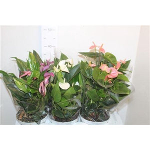 Anthu An Gem 3 Kl 7+ P17 Schaaltje