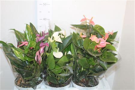 <h4>Anthu An Gem 3 Kl 7+ P17 Schaaltje</h4>