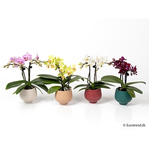 PHALAENOPSIS-HYBRID p6