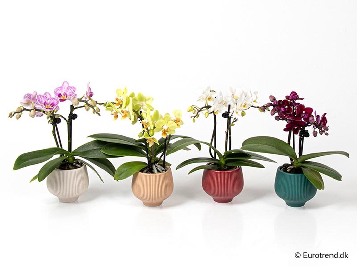 <h4>PHALAENOPSIS-HYBRID p6</h4>