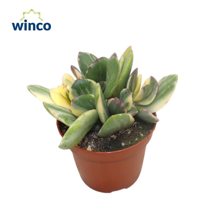 <h4>Crassula Ovata Variegata</h4>