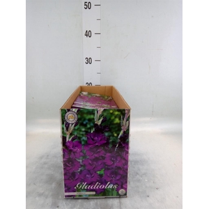 Flowerbulbs, corns or tubers   ...