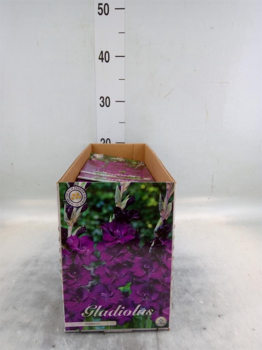 <h4>Flowerbulbs, corns or tubers   ...</h4>