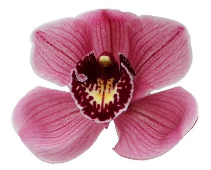 <h4>CYMB T JANNET</h4>