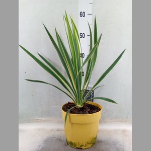 Yucca filamentosa 'Bright Edge'