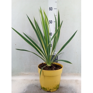 Yucca filamentosa 'Bright Edge'
