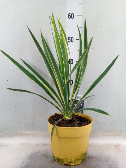 <h4>Yucca filamentosa 'Bright Edge'</h4>