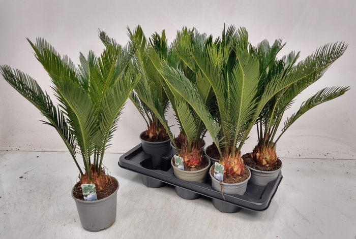 <h4>CYCAS REVOLUTA</h4>