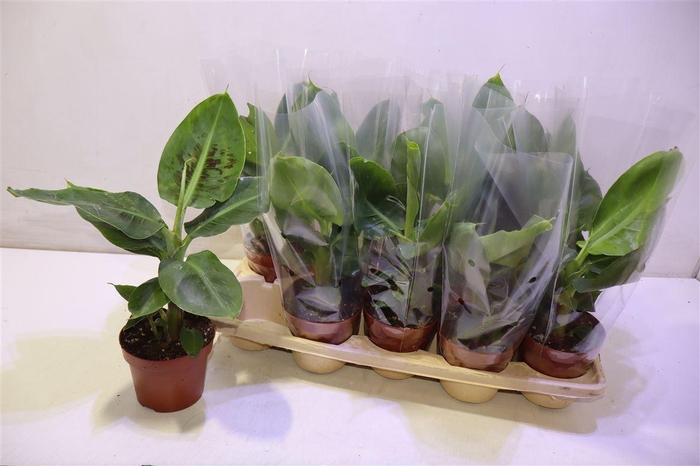 <h4>Musa Tropicana</h4>