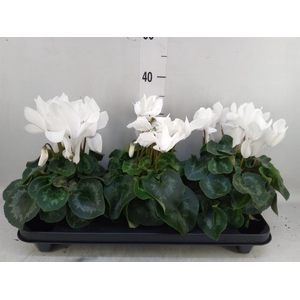 Cyclamen GR 'XL'
