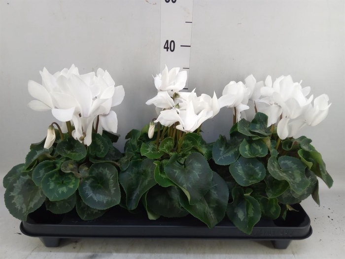 <h4>Cyclamen GR 'XL'</h4>