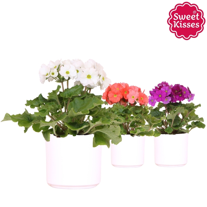 <h4>Primula Obconica Sweet Kisses mix in Simplicity pot white</h4>