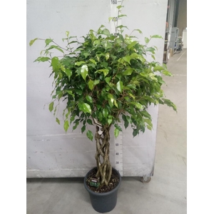Ficus benja. 'Exotica'