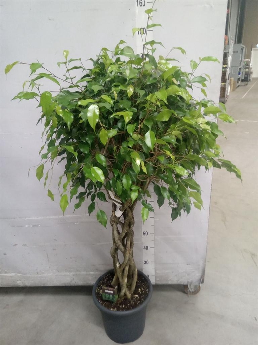 <h4>Ficus benja. 'Exotica'</h4>