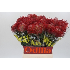 Nutans Ayoba Red