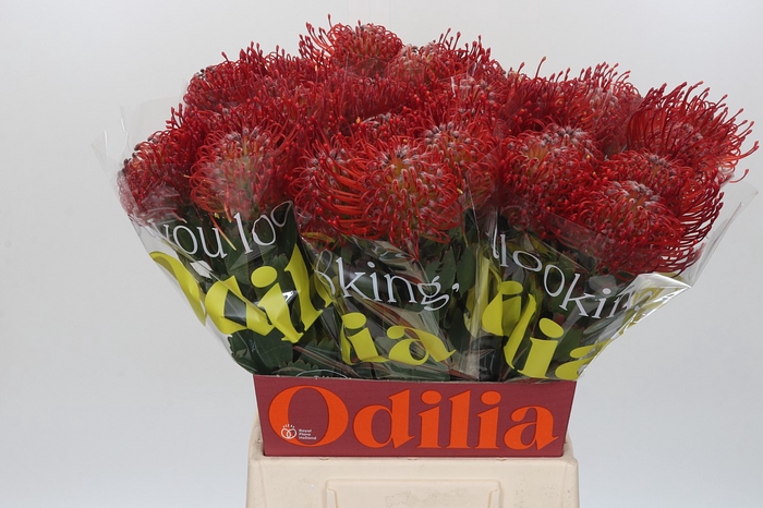 <h4>Nutans Ayoba Red</h4>