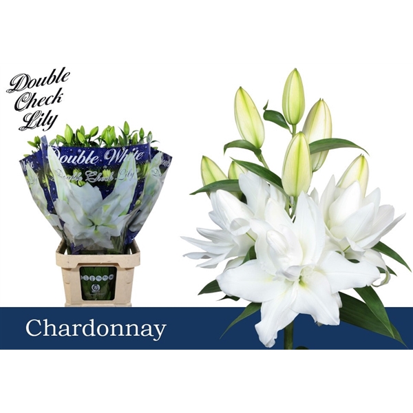 <h4>Li Or Double Chardonnay 4+</h4>
