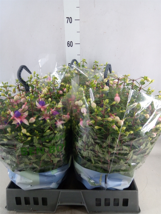 <h4>Fuchsia  'Bella Fuchsia Diana'</h4>