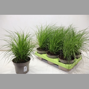 Carex Brunnea