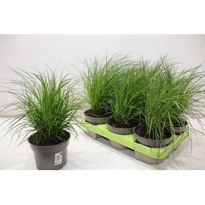 Carex Brunnea