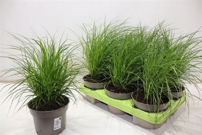 <h4>Carex Brunnea</h4>