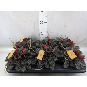 Peperomia caperata 'Santorini'
