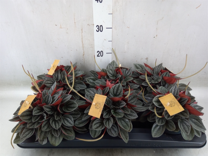 <h4>Peperomia caperata 'Santorini'</h4>