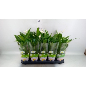 Spathiphyllum 'Korto'