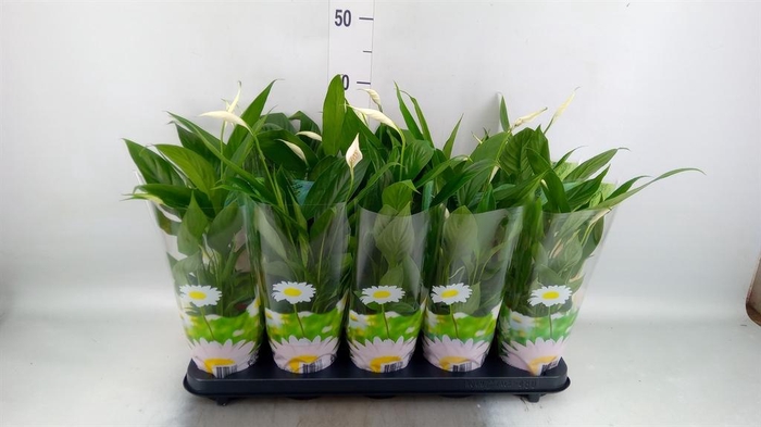 <h4>Spathiphyllum  'Korto'</h4>