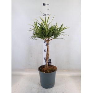 Dracaena refl.   ...