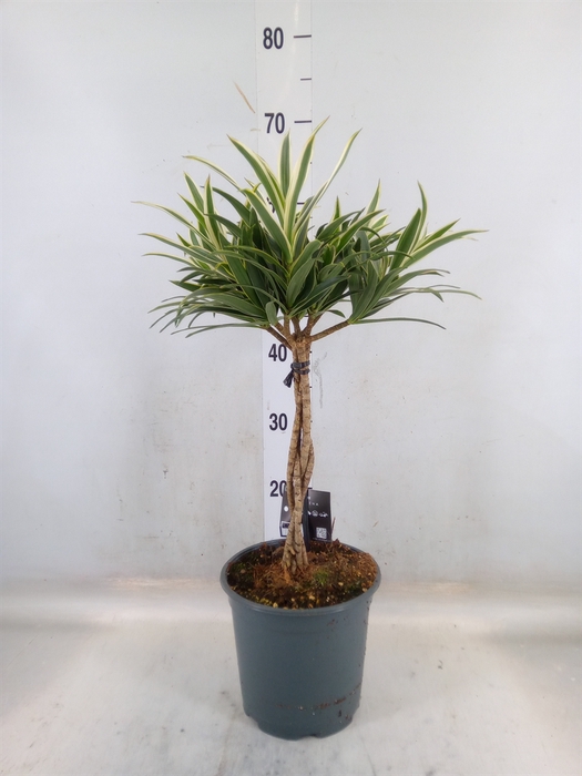 <h4>Dracaena refl.   ...</h4>