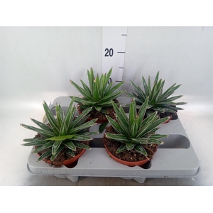 Agave victoriae-reginae