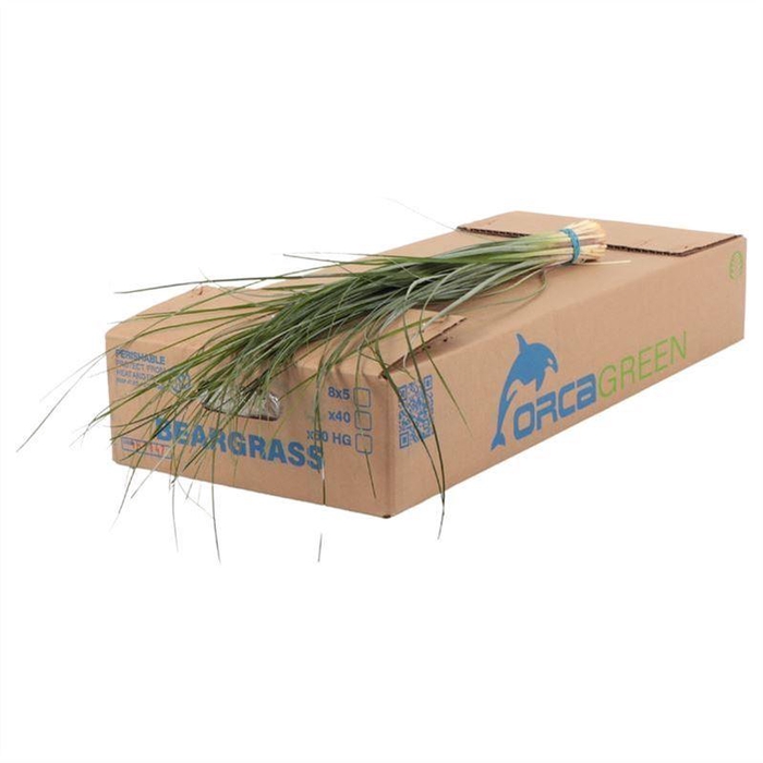 <h4>ŽAL BEARGRASS</h4>