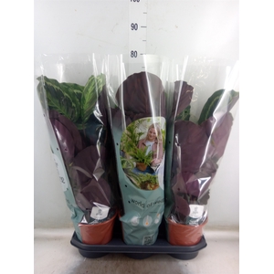 Calathea  'Medallion'