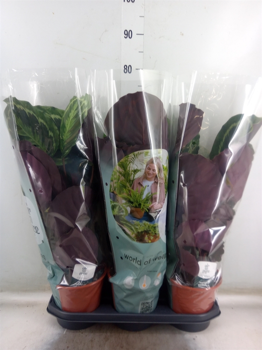 <h4>Calathea  'Medallion'</h4>