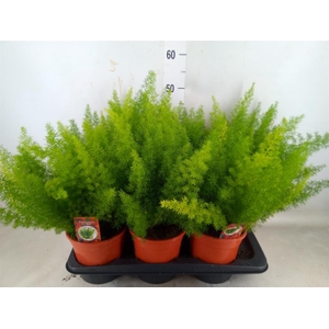 Asparagus dens. 'Meyers'